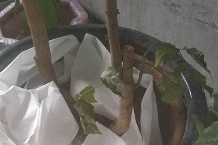 栀子花应何时换土？现在能换吗？(5月已有花苞)
