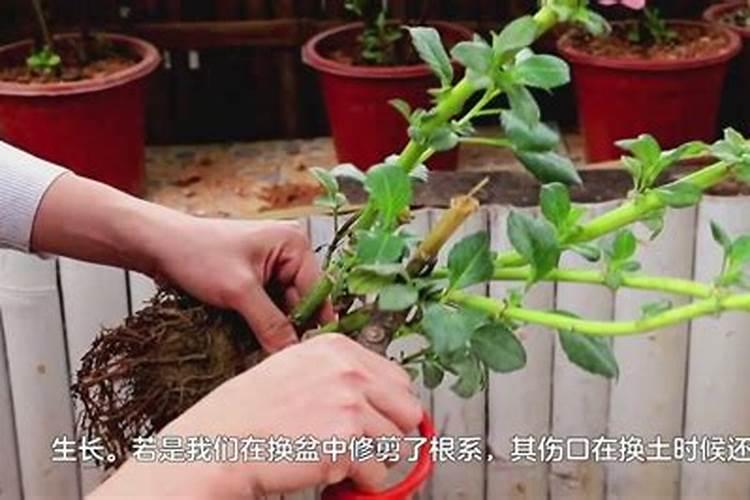 虎皮兰换盆后多久施肥