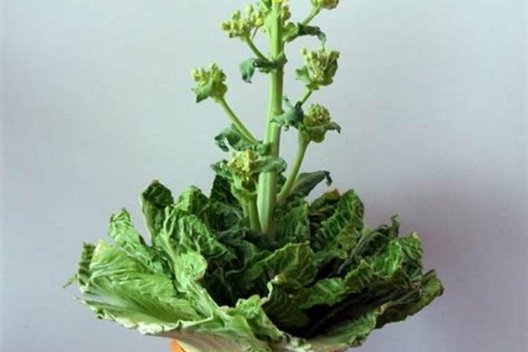 怎么种植白菜花