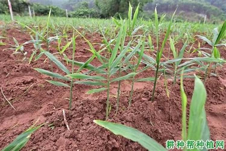 洋姜什么时候种植最好