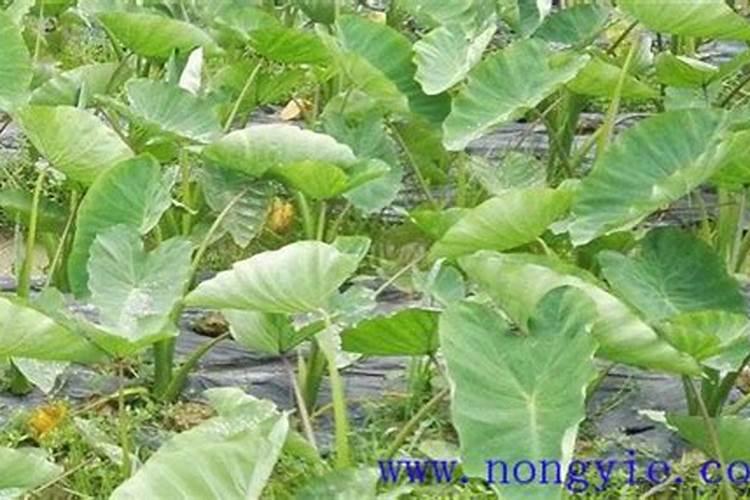 芋头用什么肥料最好？