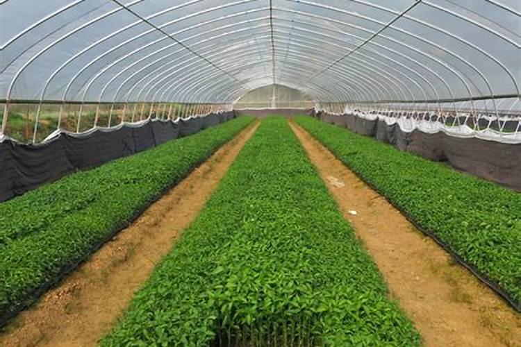 种菜用什么肥最好