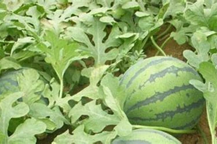 西瓜追肥用什么肥料
