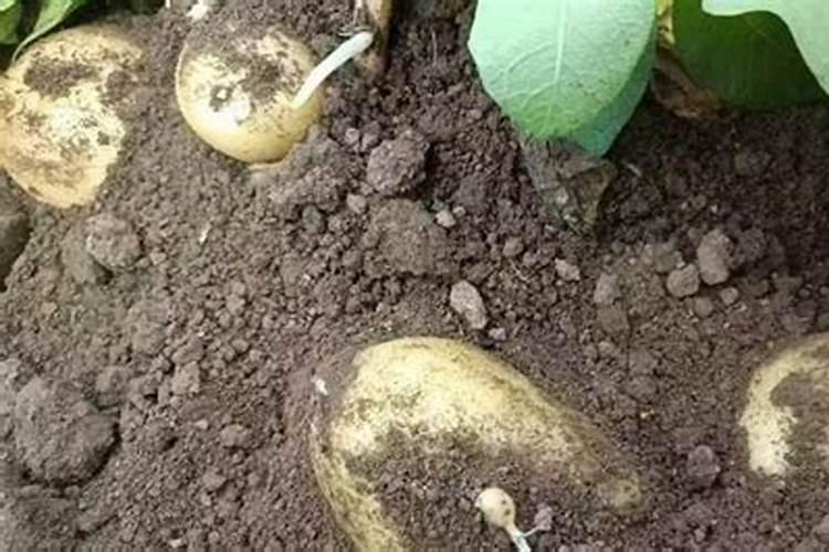 马铃薯要注意钾肥的施用(种植马铃薯为什么要重视施钾肥)