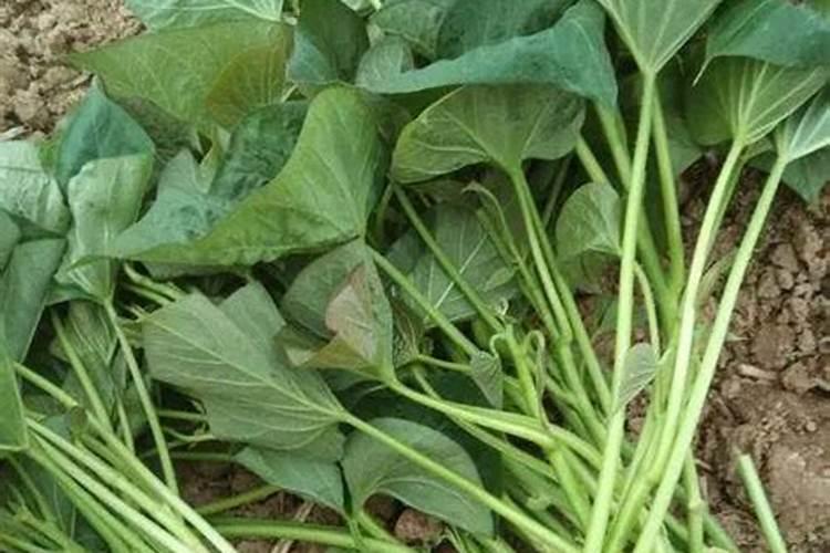 红薯种植后几天后才可以施肥