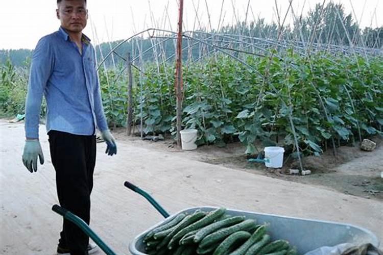 为什么种植油菜要增施硼肥？硼肥的功效有哪些？