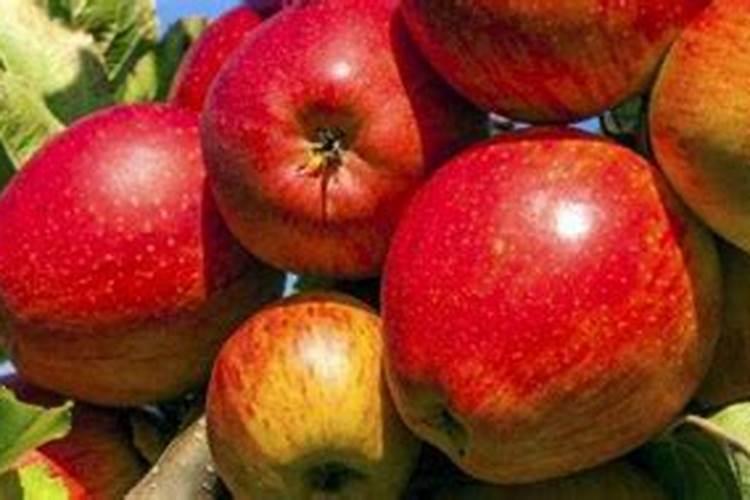 苹果树秋季该如何施肥 给苹果树施肥什么肥最好