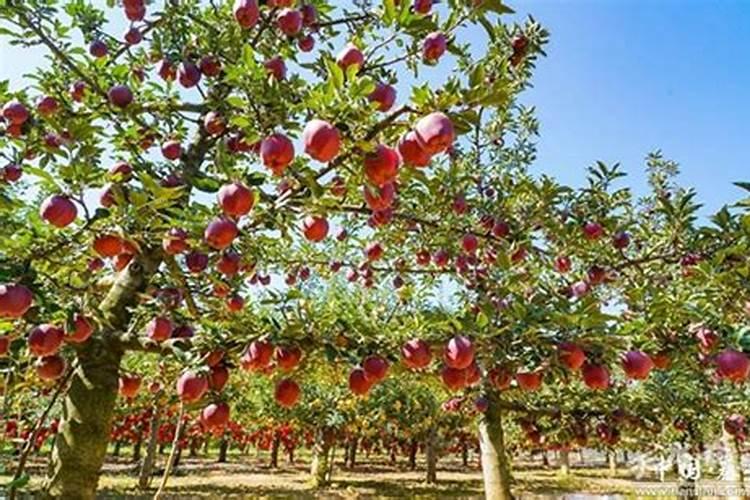 苹果施肥部位及方法