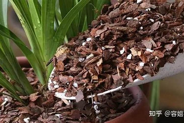 生的花生仁可以放到君子兰花盆里作肥肥料吗？