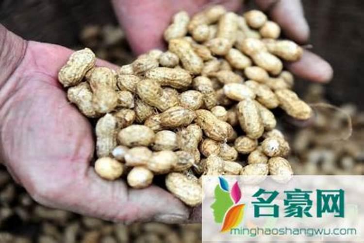 君子兰可以用花生壳做肥料不种兰花用的花生壳如何发酵