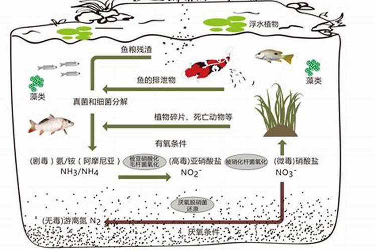 帆布池养草鱼要不要肥水培藻,用什么