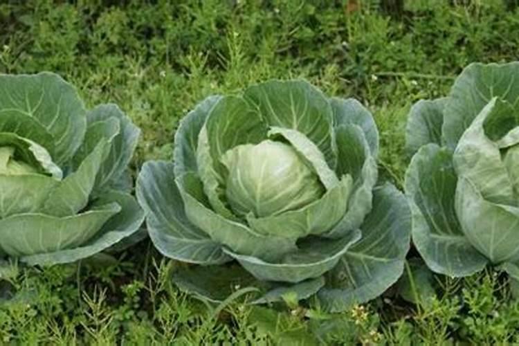 卷心菜怎么施肥
