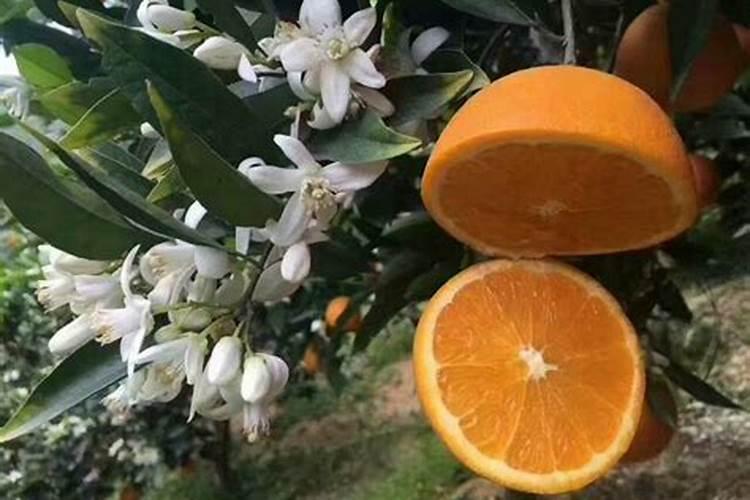 脐橙采果后喷什么叶面肥好