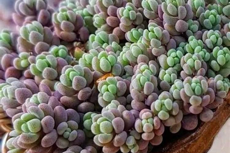 盆栽多肉植物施什么肥 该如何施肥