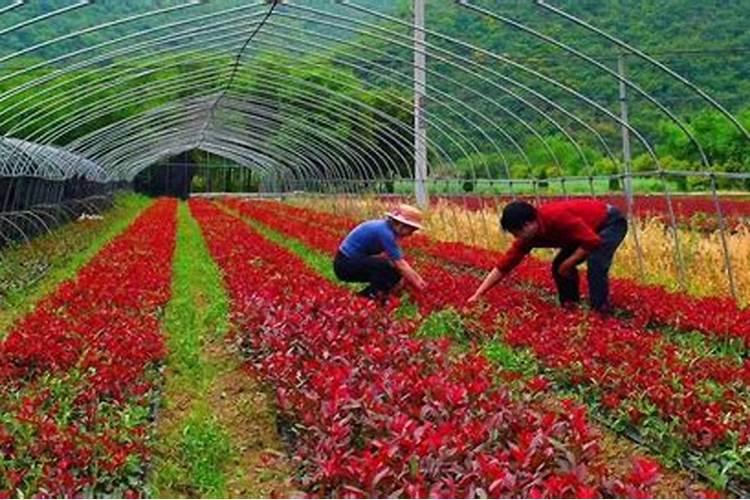 怎样防治果树氮元素失调？