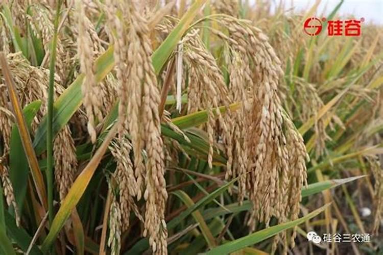 水稻硅肥正确使用方法 什么时候使用效果好