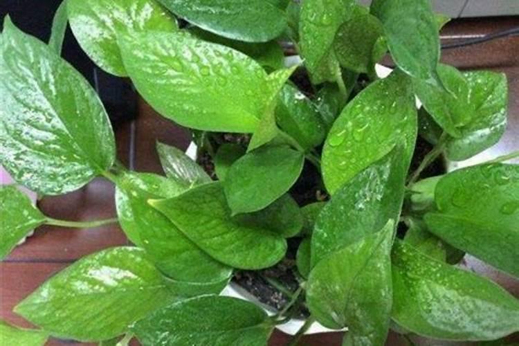 喝过的茶叶倒到花盆里,真的可以做肥料吗？