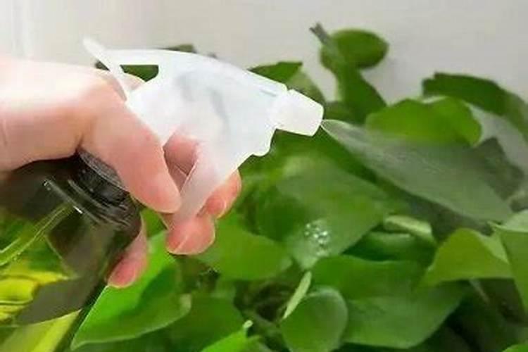 茶叶能发酵后做肥料 茶叶发酵后可以做肥料吗