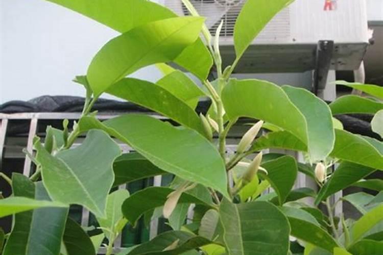 白兰花用什么肥料最好(白兰花怎么施肥长得快开花多)