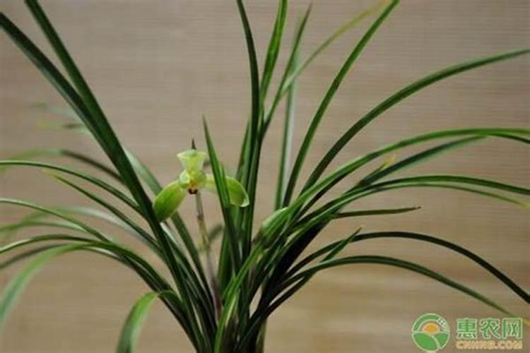兰花弱苗如何施肥 具体施肥方法