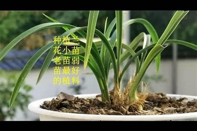 冬季如何养兰花越冬更安全