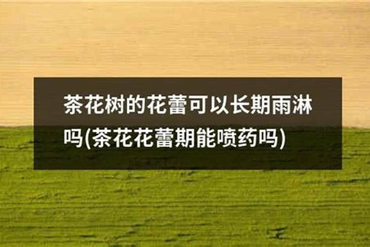 茶花开花时可以施肥吗