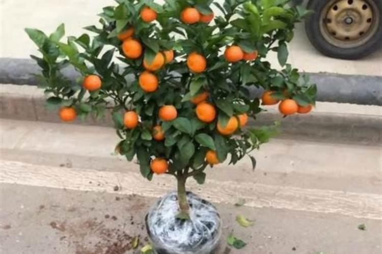 砂糖橘如何施肥 分享种植砂糖橘施肥技术经验