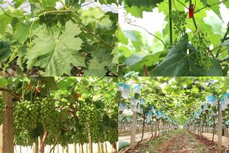 种大棚阳光玫瑰葡萄怎样施肥怎样使基础肥料？