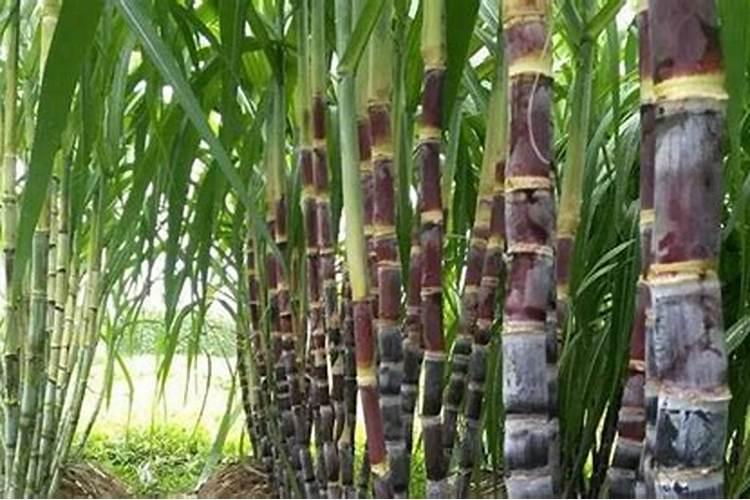 甘蔗施用的化肥种类和方法有哪些