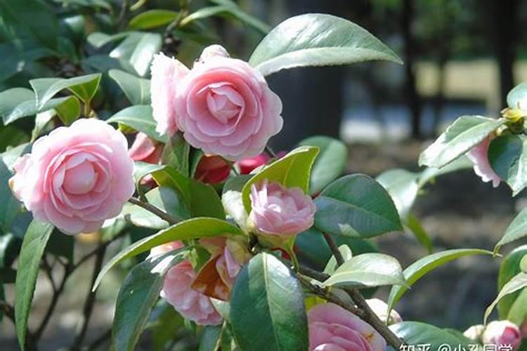 茶花育蕾期如何施肥浇水