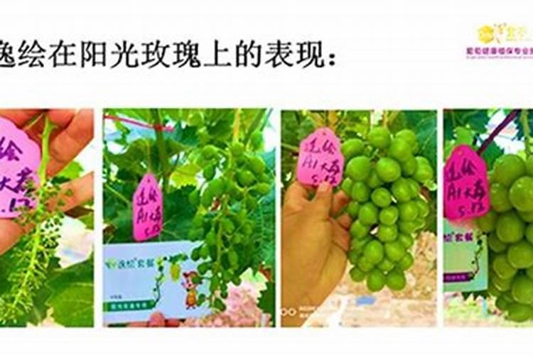 阳光玫瑰得肥害怎么办？