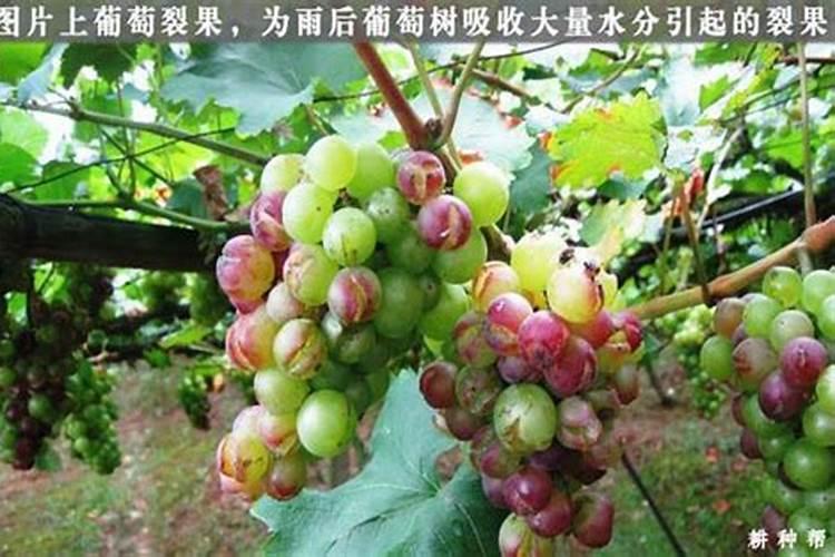 种植葡萄在各个时期,对水肥的要求都有哪些？