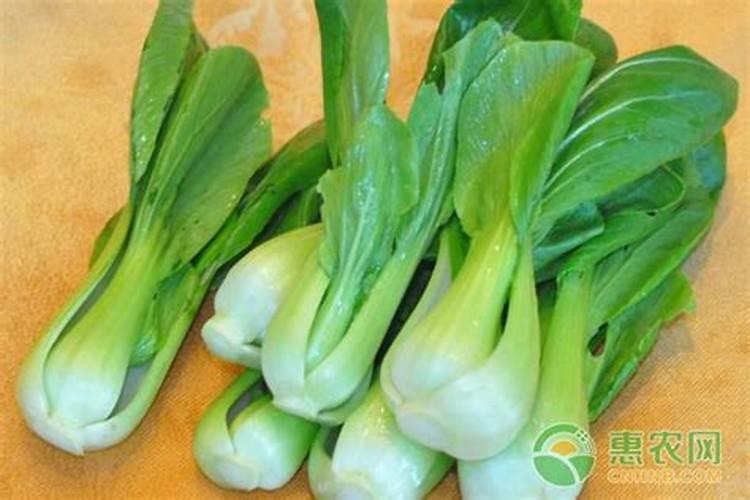 油麦菜边叶发黄是缺什么原素