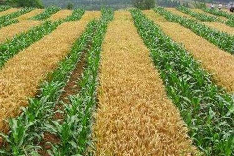 与大豆混种的植物,是不是不需要施氮肥了？