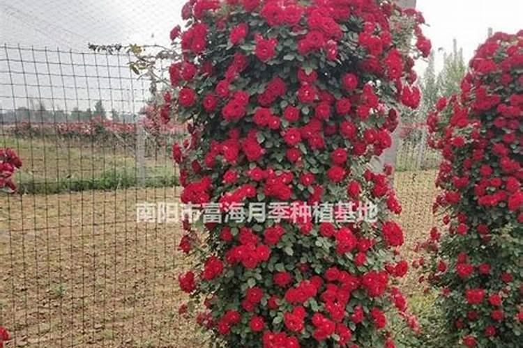 大花香水月季花期施肥技术要求有哪些？