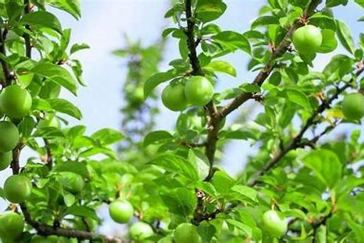 全国最好的油茶是什么品种？哪里的苗好？听说是福建矮化的杂优油茶苗...
