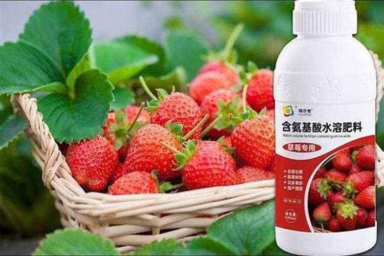 盆栽草莓用什么肥料最好