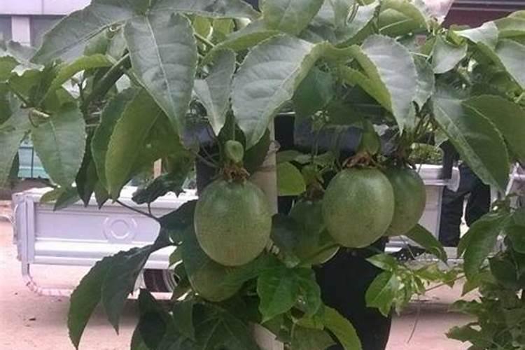 种百香果隔多少天施一次肥