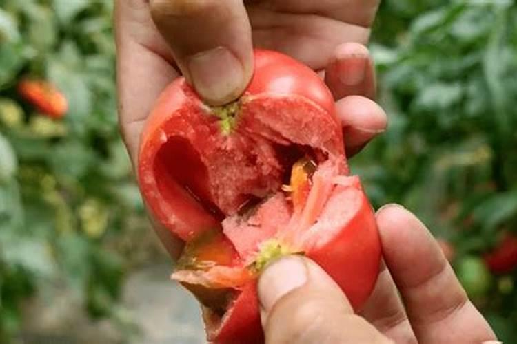 蔬菜缺钙怎么办 蔬菜怎么施肥