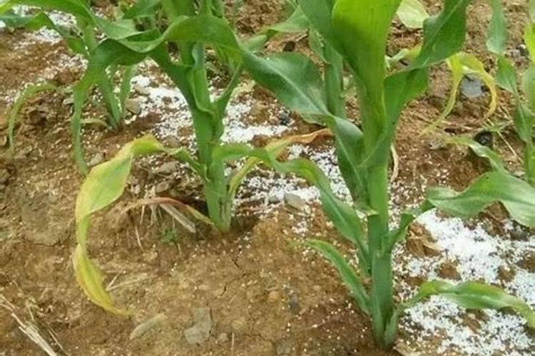 玉米需要什么样的含量肥料