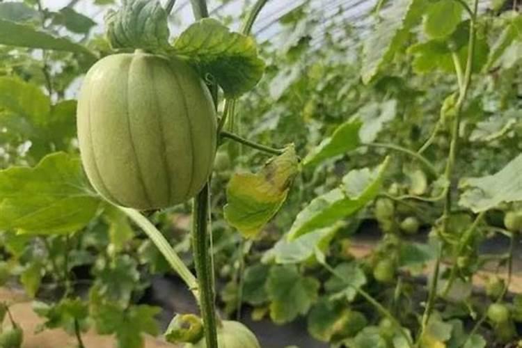 芝麻蜜香瓜秋天可以种植吗