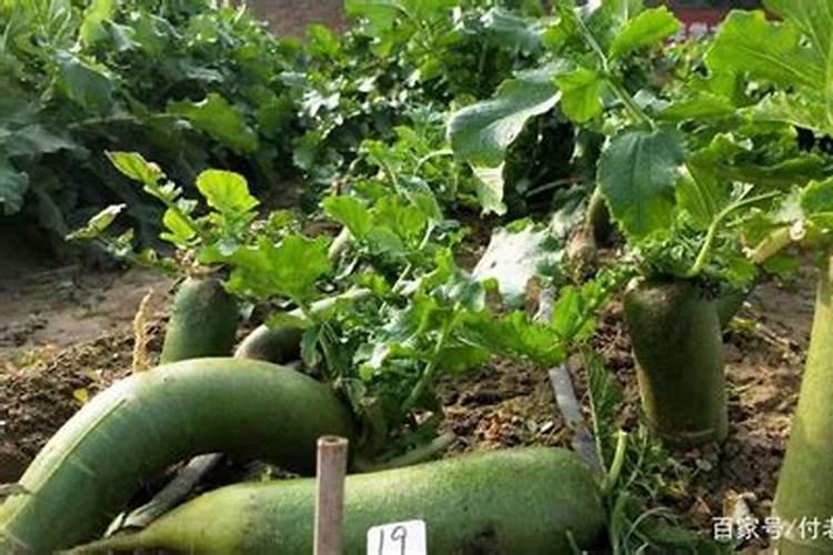 萝卜怎么种植能高产 水肥管理方法总结