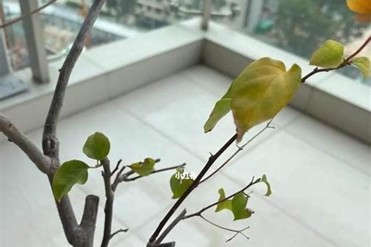 三角梅发芽能施肥吗肥料的种类怎么选