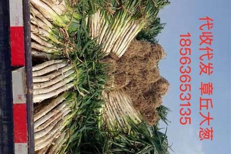 江西农用微肥木醋液代理批发