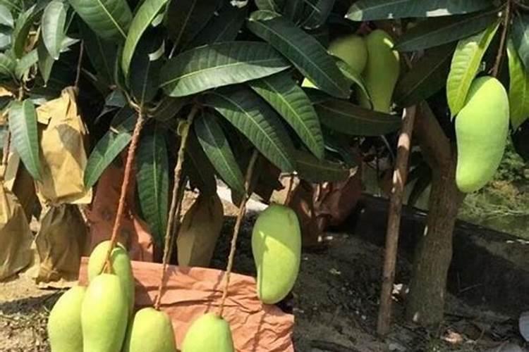 芒果种植多久可以施肥？