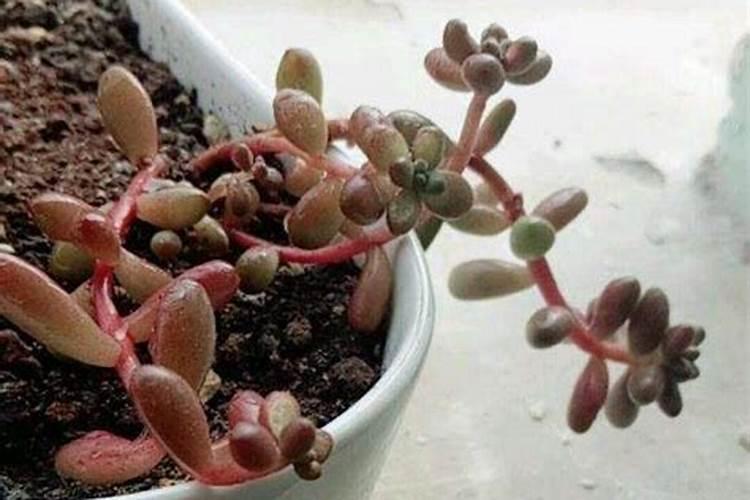 为什么长寿花枝条软细
