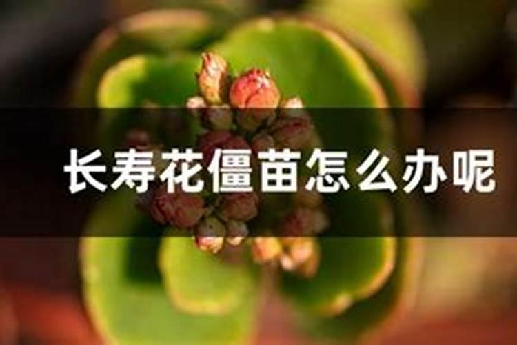 兰花9月份能换盆吗