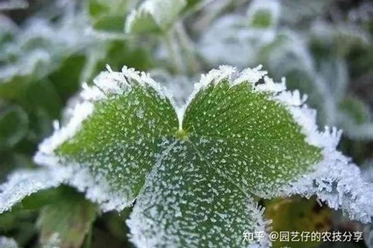 养花用什么肥料最好最快,养花的氮肥有哪些