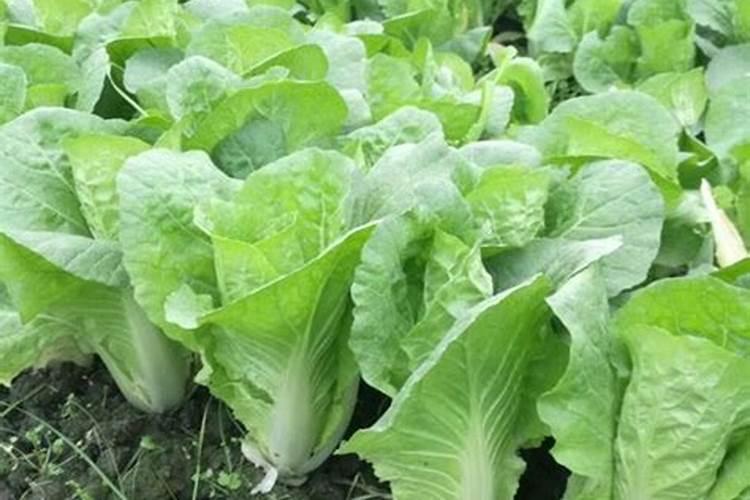 下雨时可给萝卜白菜间苗吗？