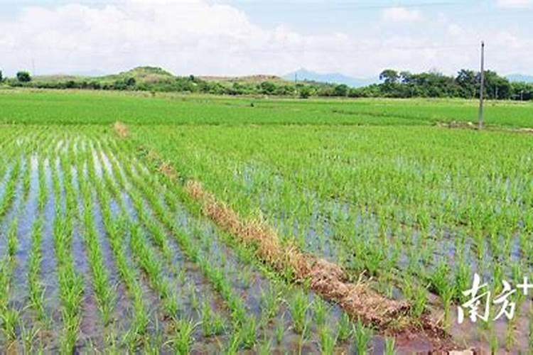 水稻施肥方法和用量 水稻施肥方法是什么用量多少